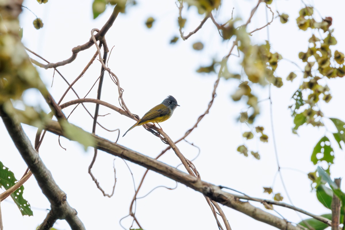 Gray-headed Canary-Flycatcher - ML647721913