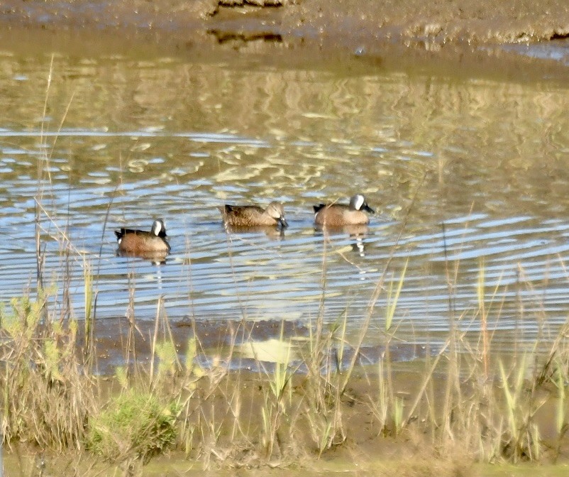 Cerceta Aliazul - ML647721929