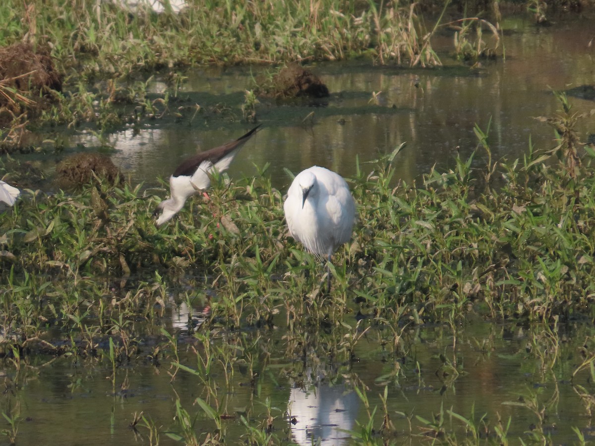 Little Egret - ML647721930