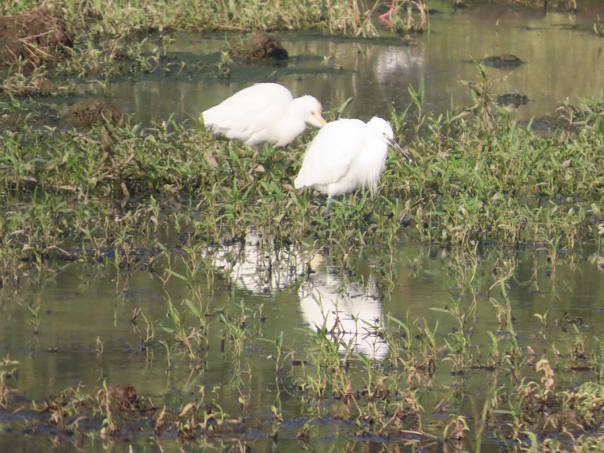Little Egret - ML647721946
