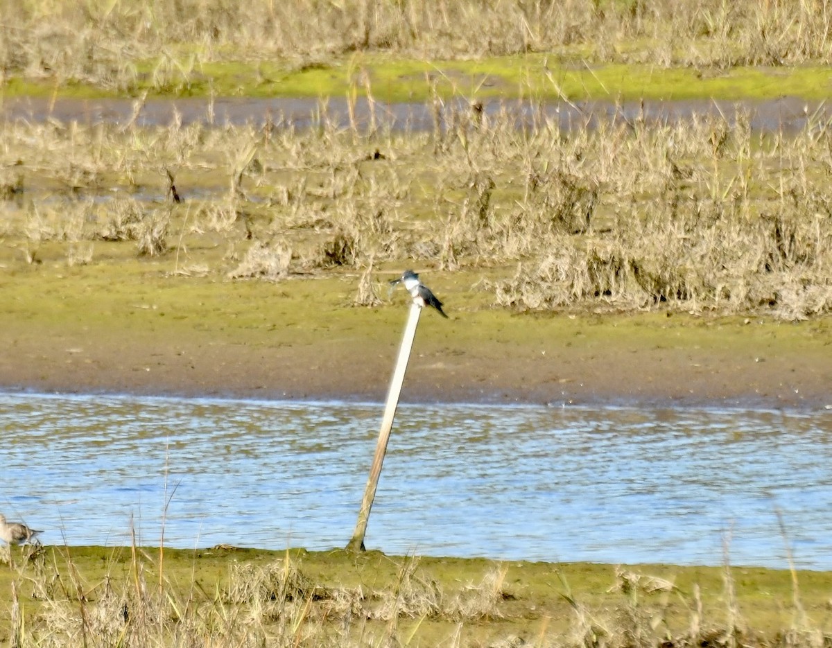 Martín Gigante Norteamericano - ML647721980