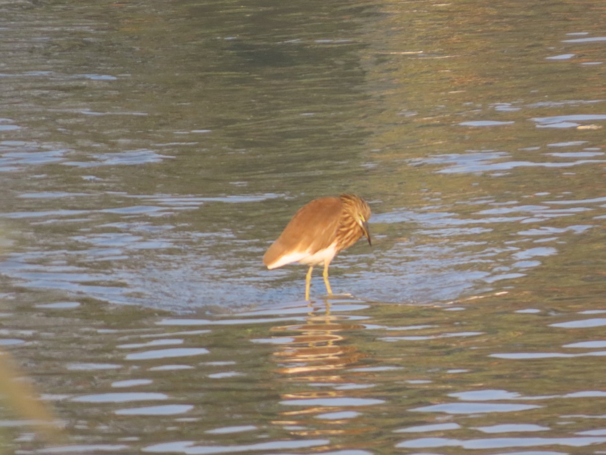 Indian Pond-Heron - ML647721985