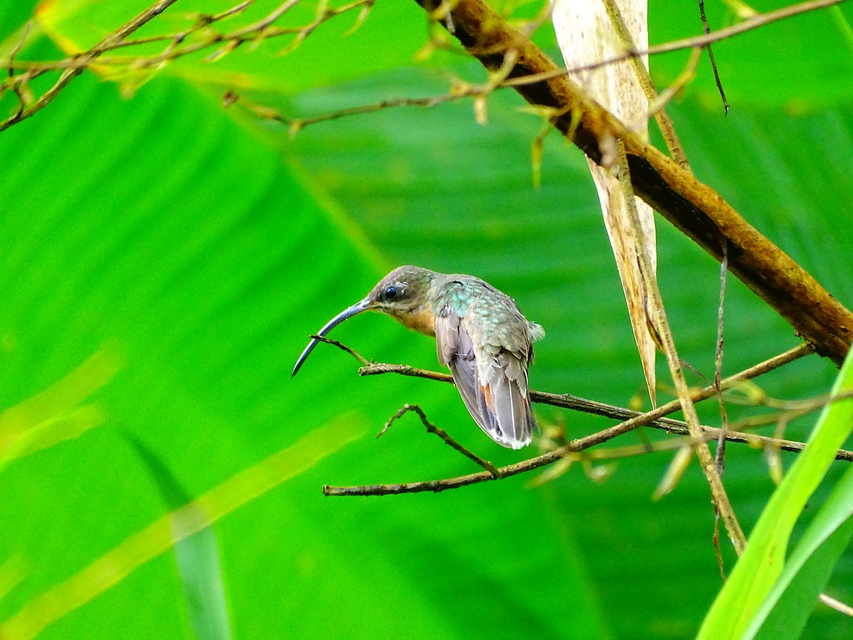 Ermitaño Ventripálido - ML647721989