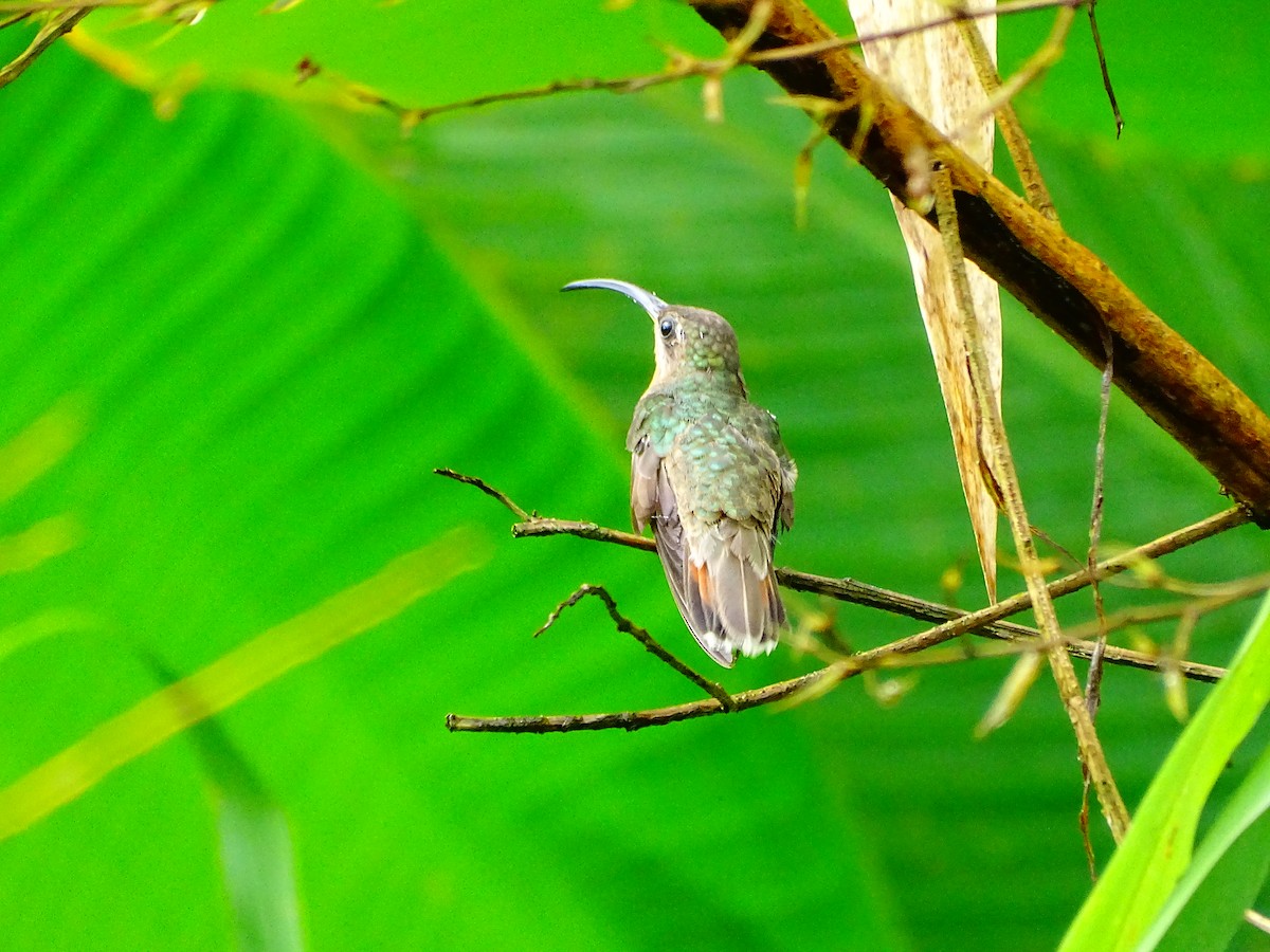 Ermitaño Ventripálido - ML647721990
