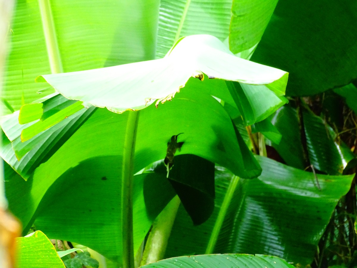 Ermitaño Ventripálido - ML647721991