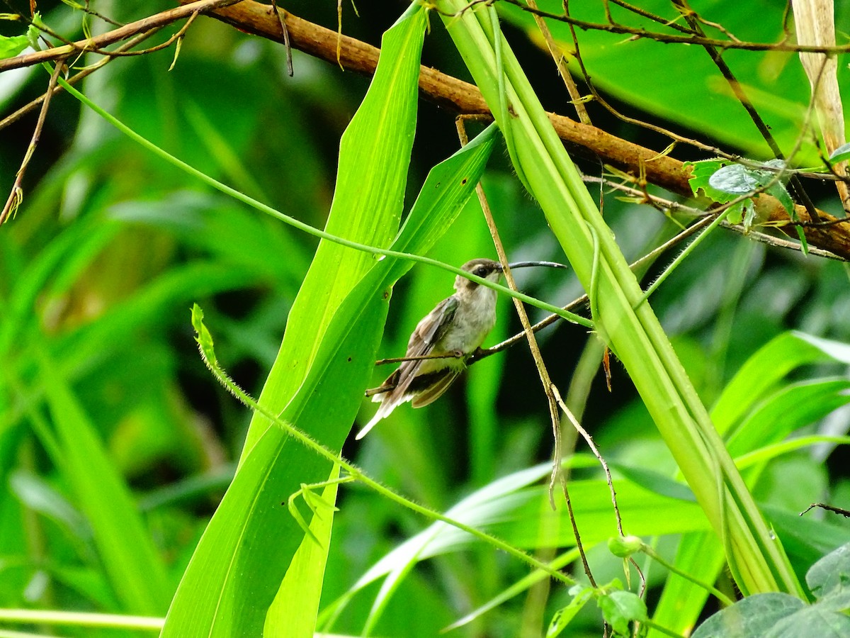 Ermitaño Ventripálido - ML647721992