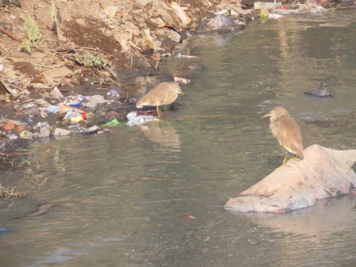 Indian Pond-Heron - ML647722014