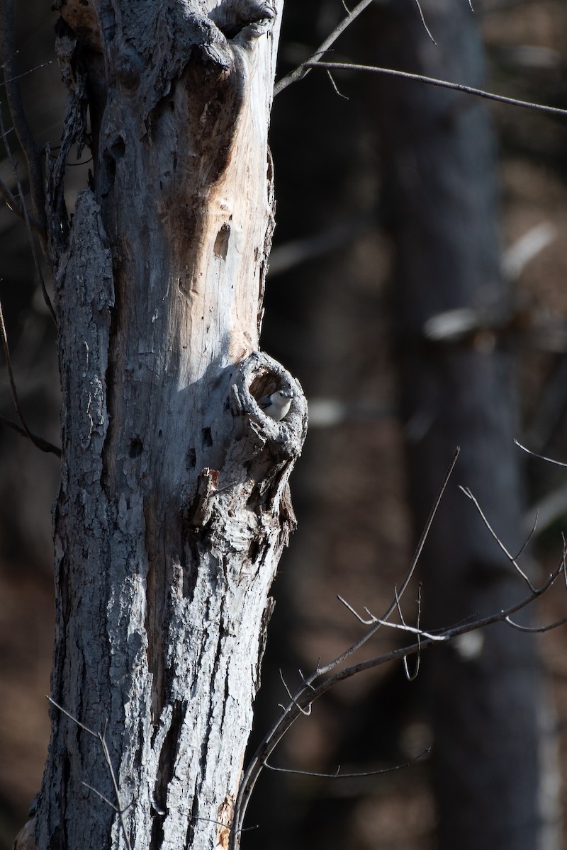 brhlík běloprsý - ML647722019