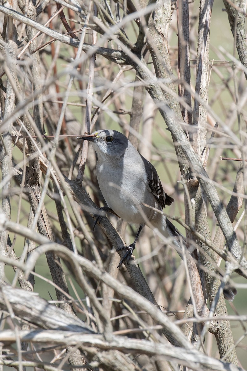 drozdec mnohohlasý - ML647722023