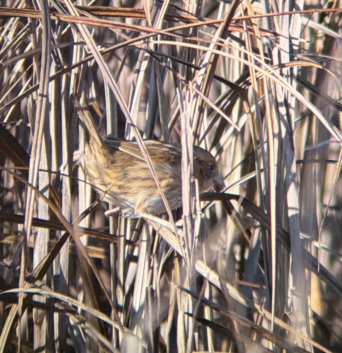 Nelson's Sparrow - ML647722031