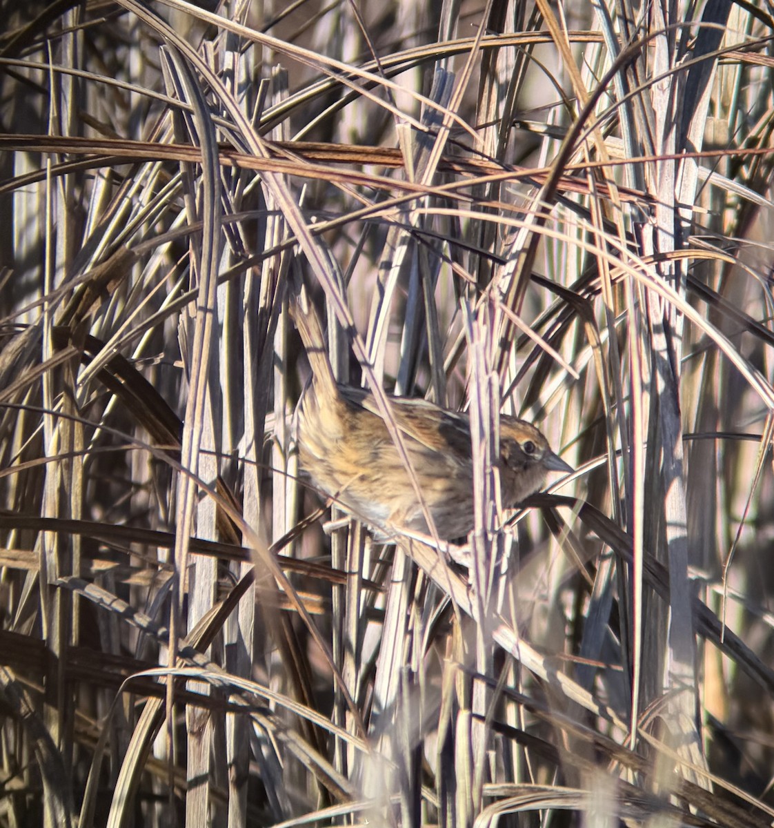 Nelson's Sparrow - ML647722032