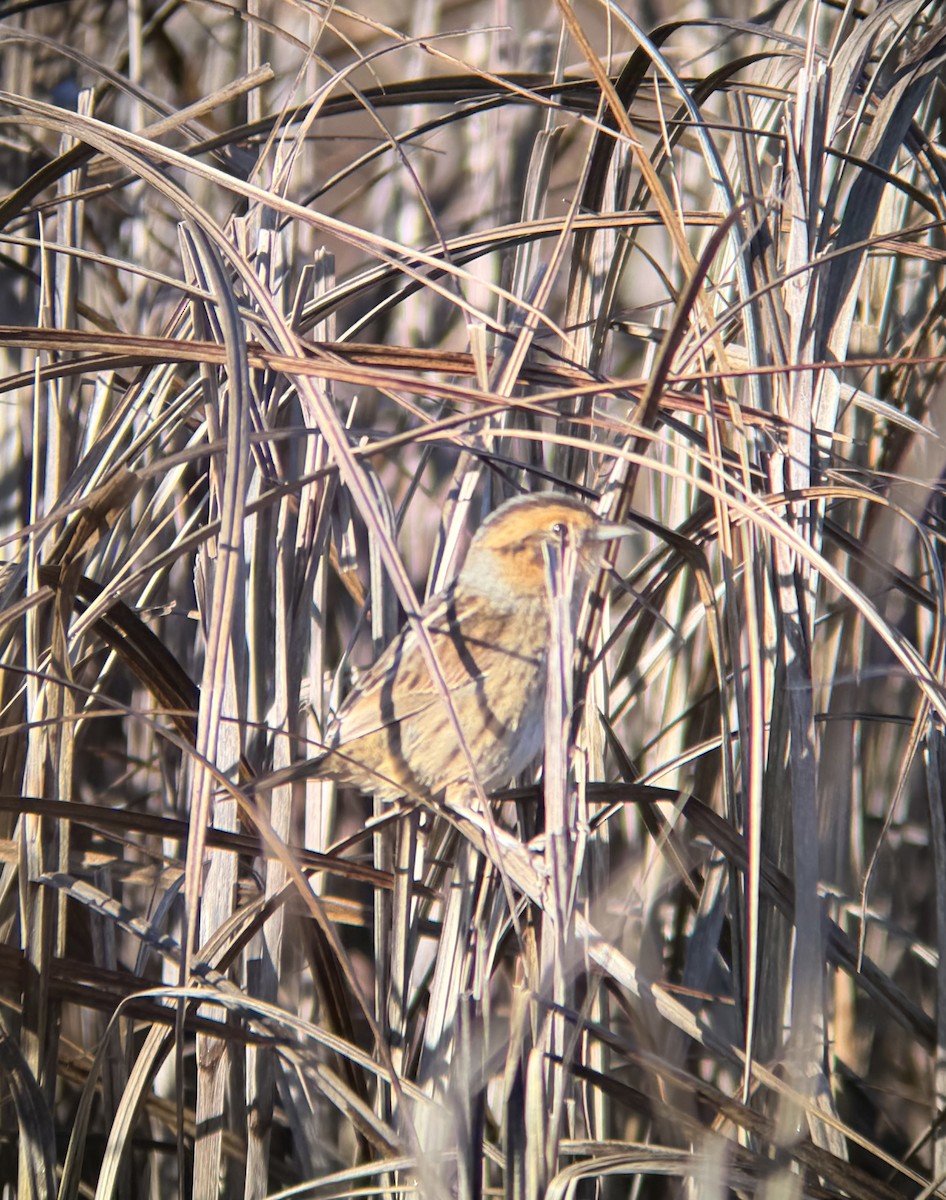 Nelson's Sparrow - ML647722034