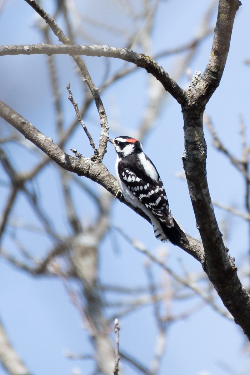 strakapoud osikový - ML647722039