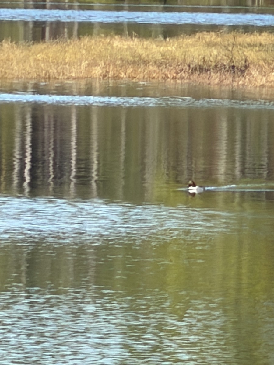 Schellente - ML647722064