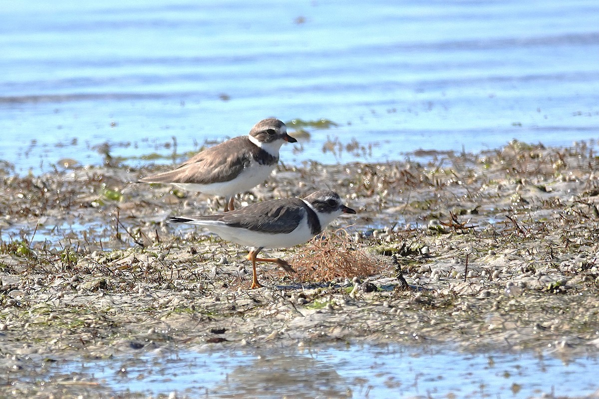 Semipalmated Plover - ML647722071