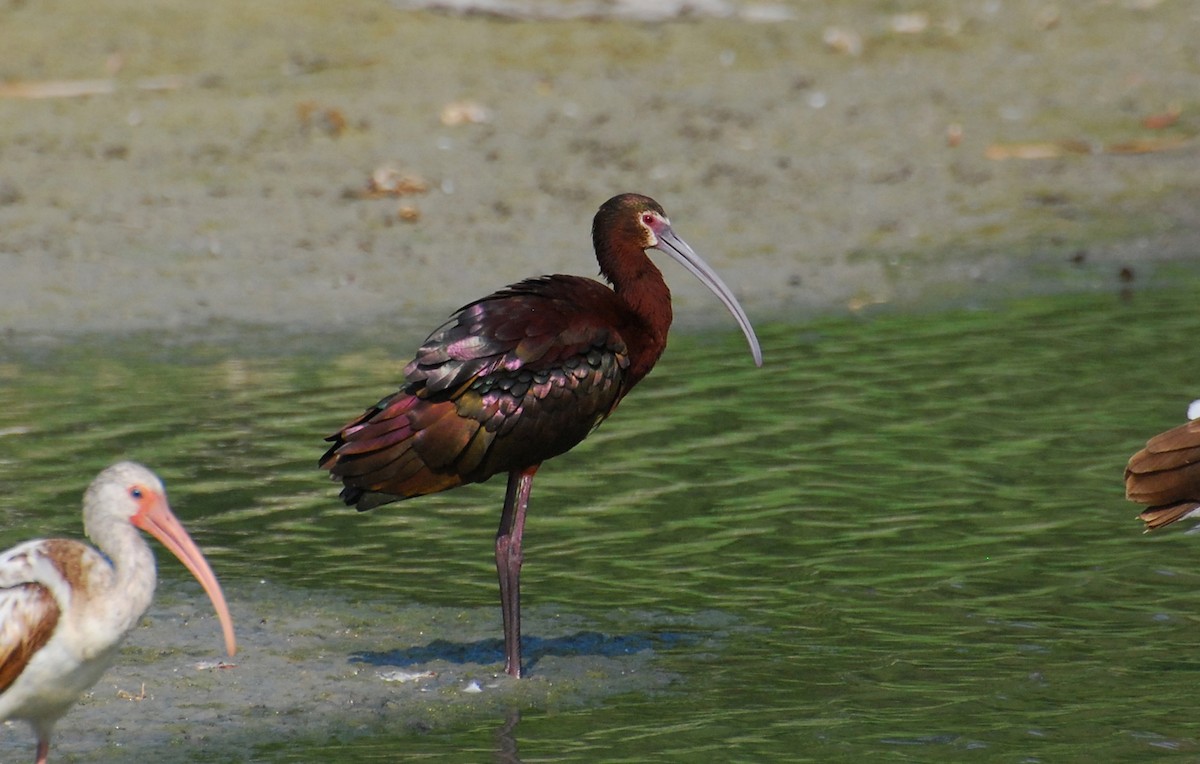 Beltzaran musuzuria - ML647722077