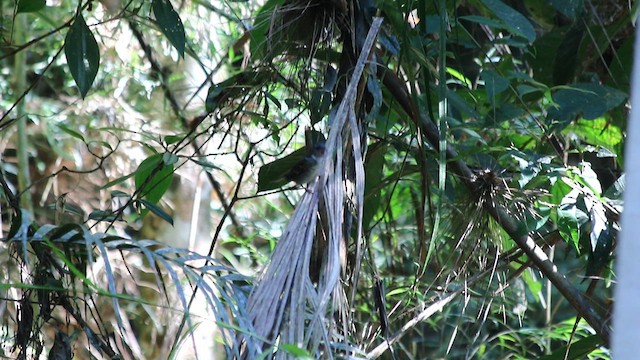 Buffy-fronted Seedeater - ML647722089