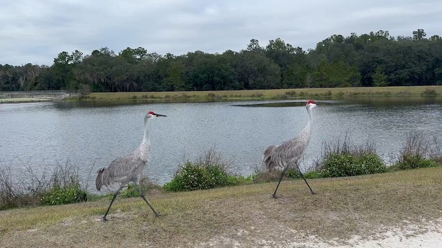 jeřáb kanadský - ML647722092