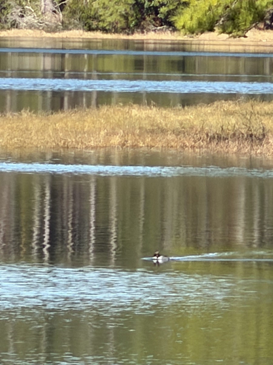 Schellente - ML647722100