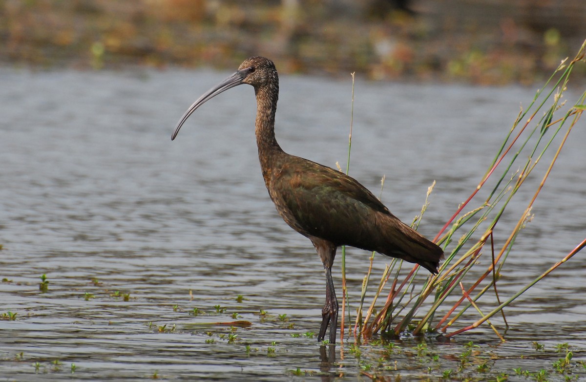 Beltzaran musuzuria - ML647722102