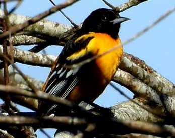 Балтиморский трупиал - ML647722105