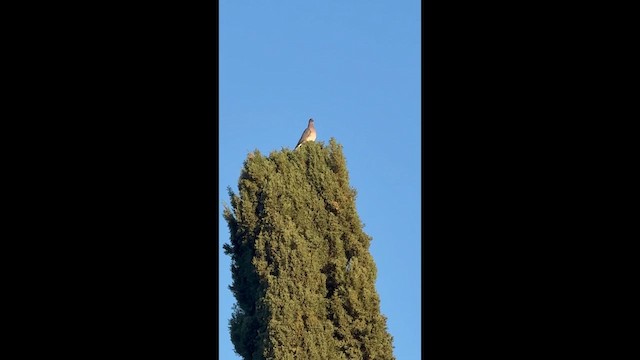 holub pruhoocasý - ML647722142