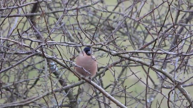 hýl obecný - ML647722155