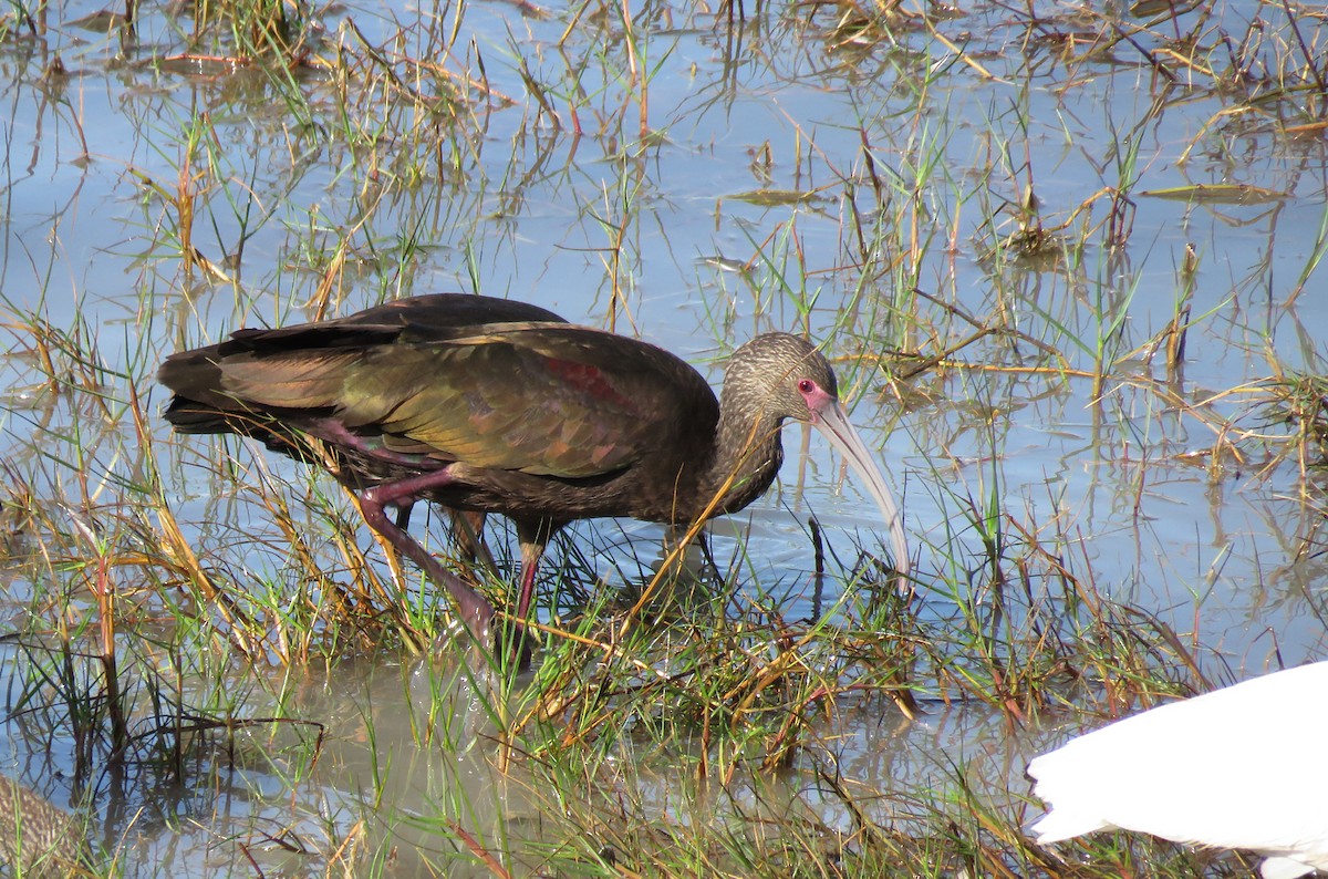 Beltzaran musuzuria - ML647722162