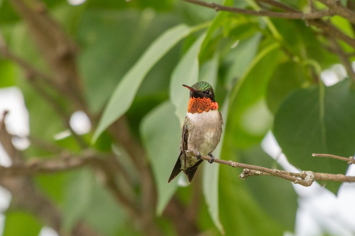 kalypta rubínohrdlá - ML647722167