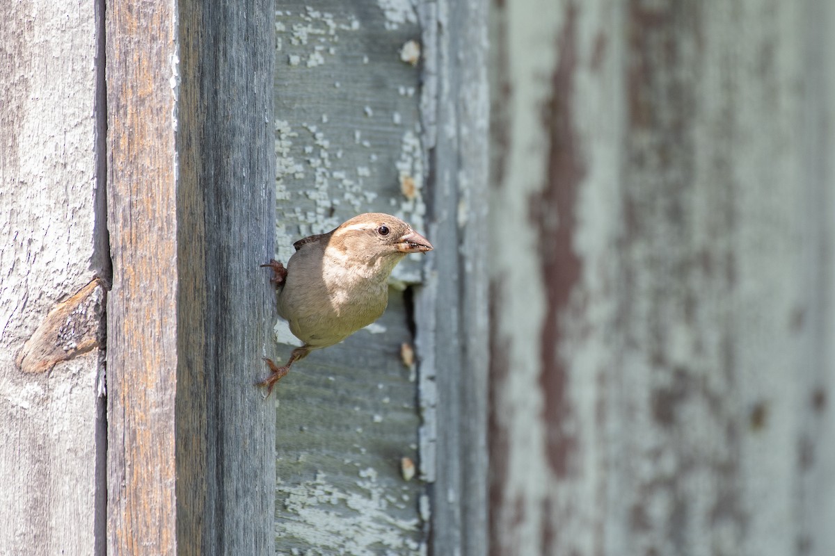 vrabec domácí - ML647722170