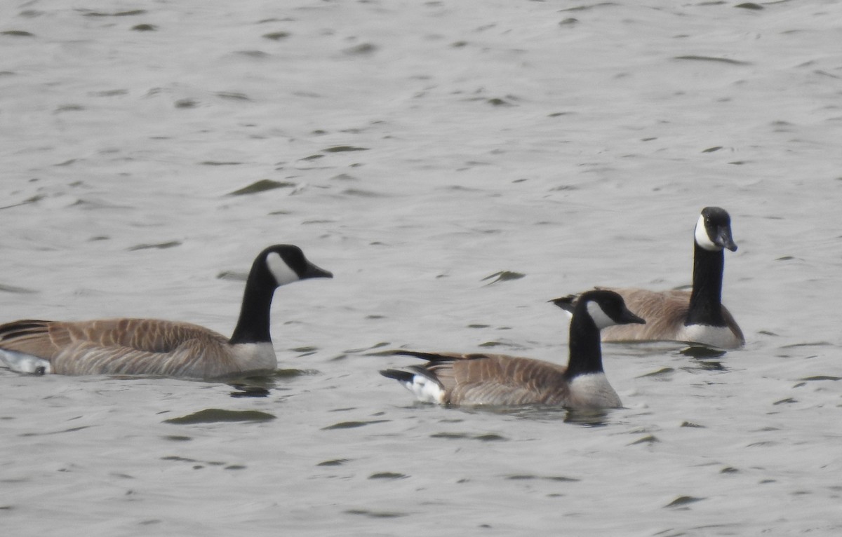 berneška malá - ML647722184