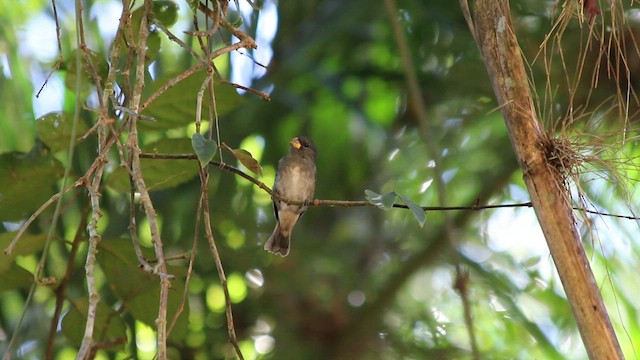 Temminck's Seedeater - ML647722203