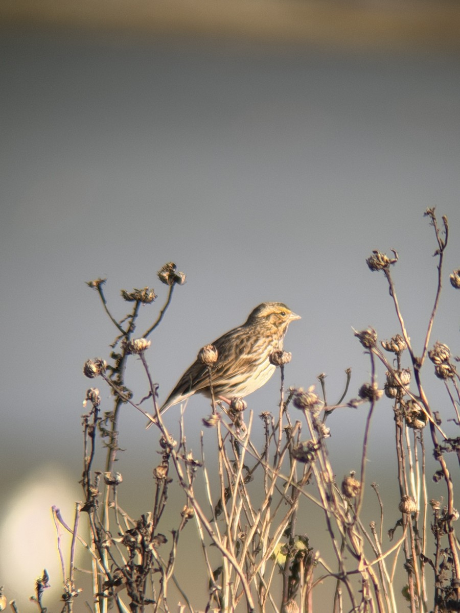 Savannah Sparrow - ML647722210