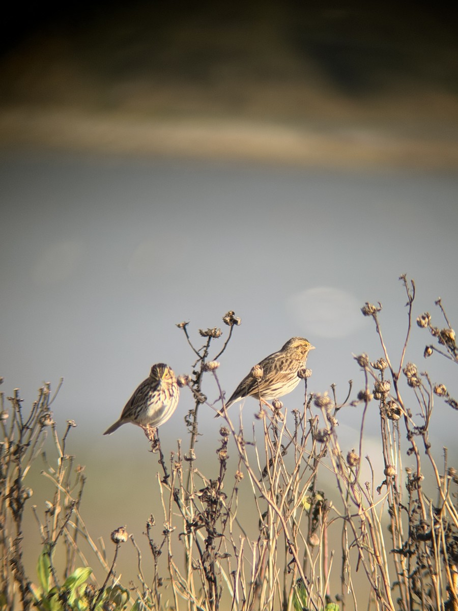 Savannah Sparrow - ML647722211