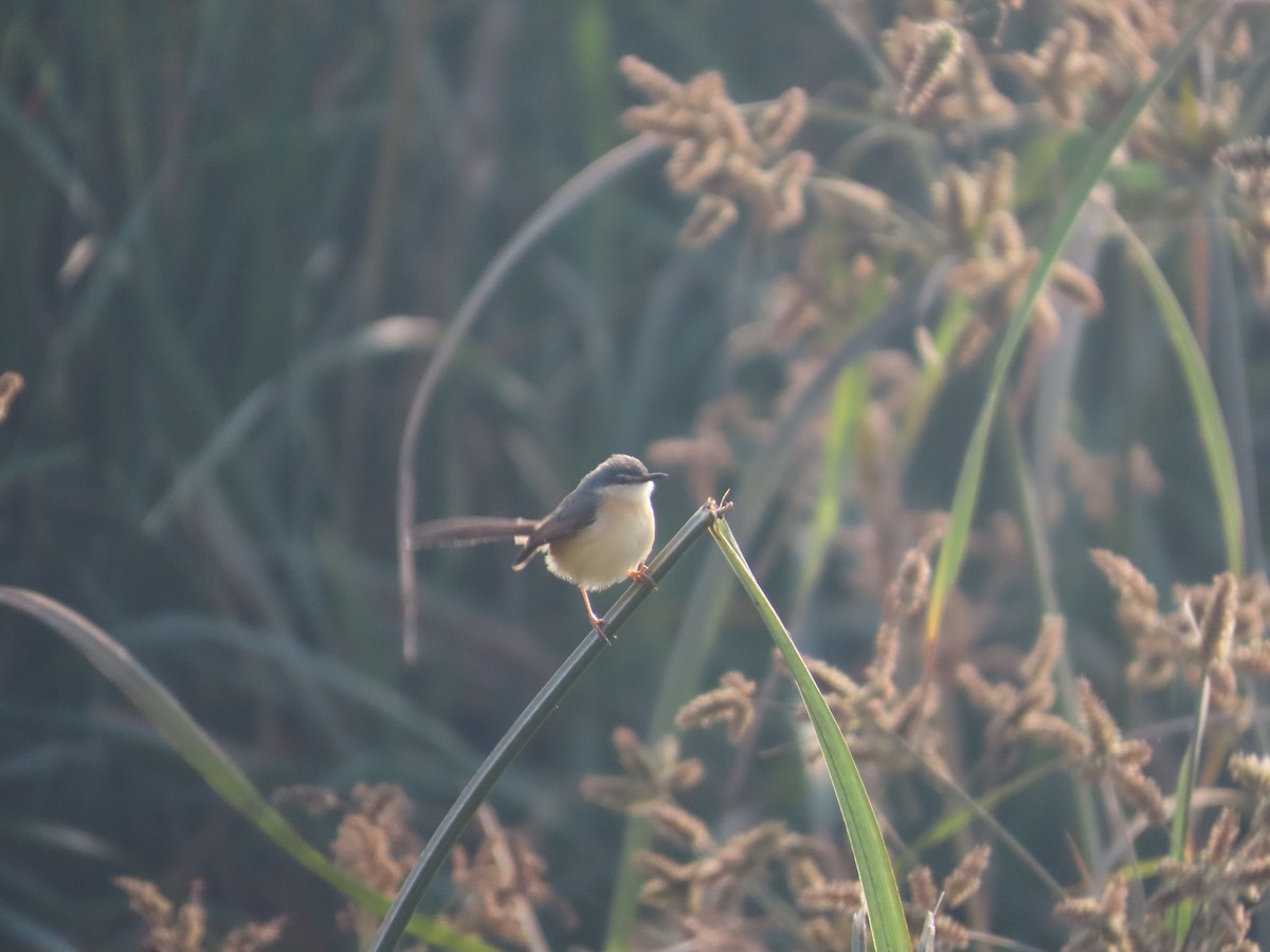 Ashy Prinia - ML647722212