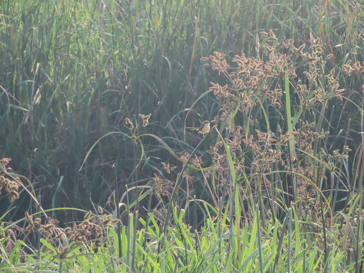 Ashy Prinia - ML647722214