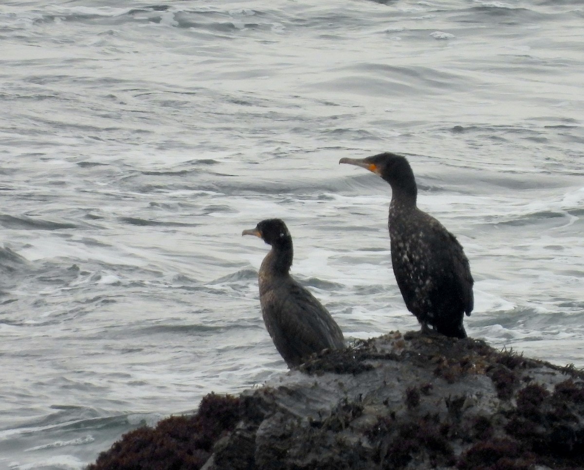 kormorán velký - ML647722230