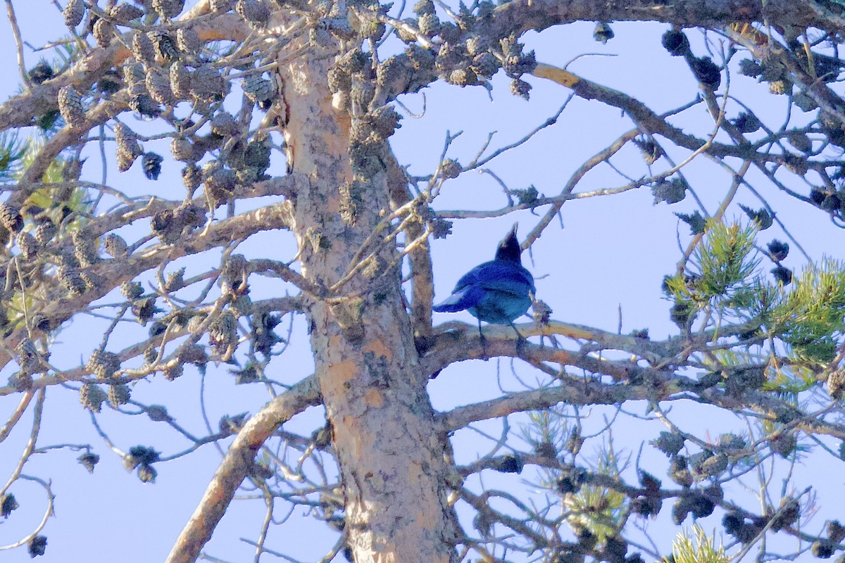 Steller's Jay - ML647722280