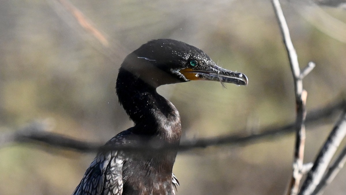 Neotropic Cormorant - ML647722309