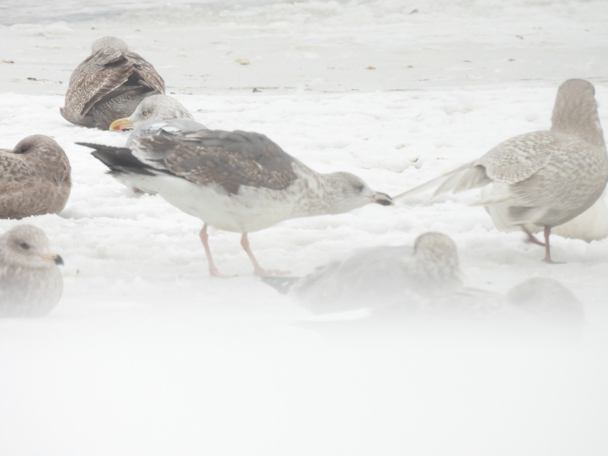 Gaviota Sombría - ML647722320