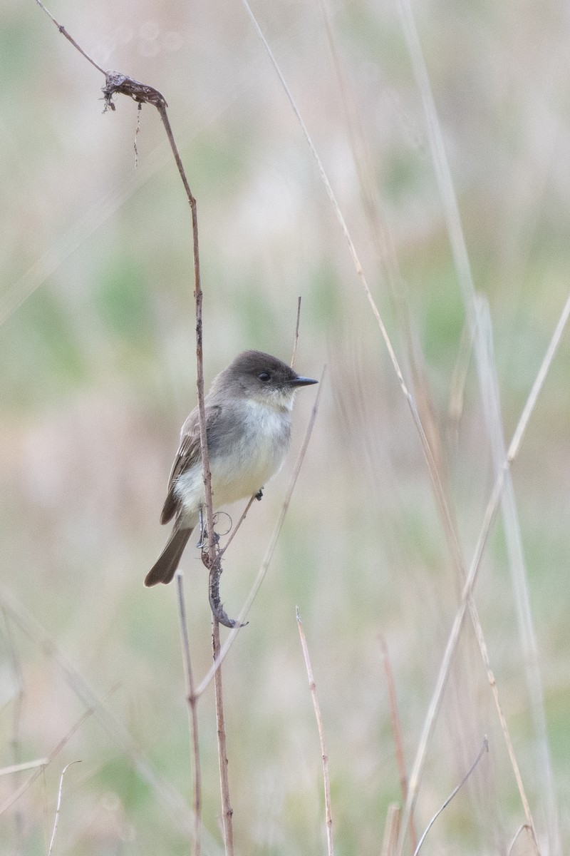 tyranovec domácí - ML647722333