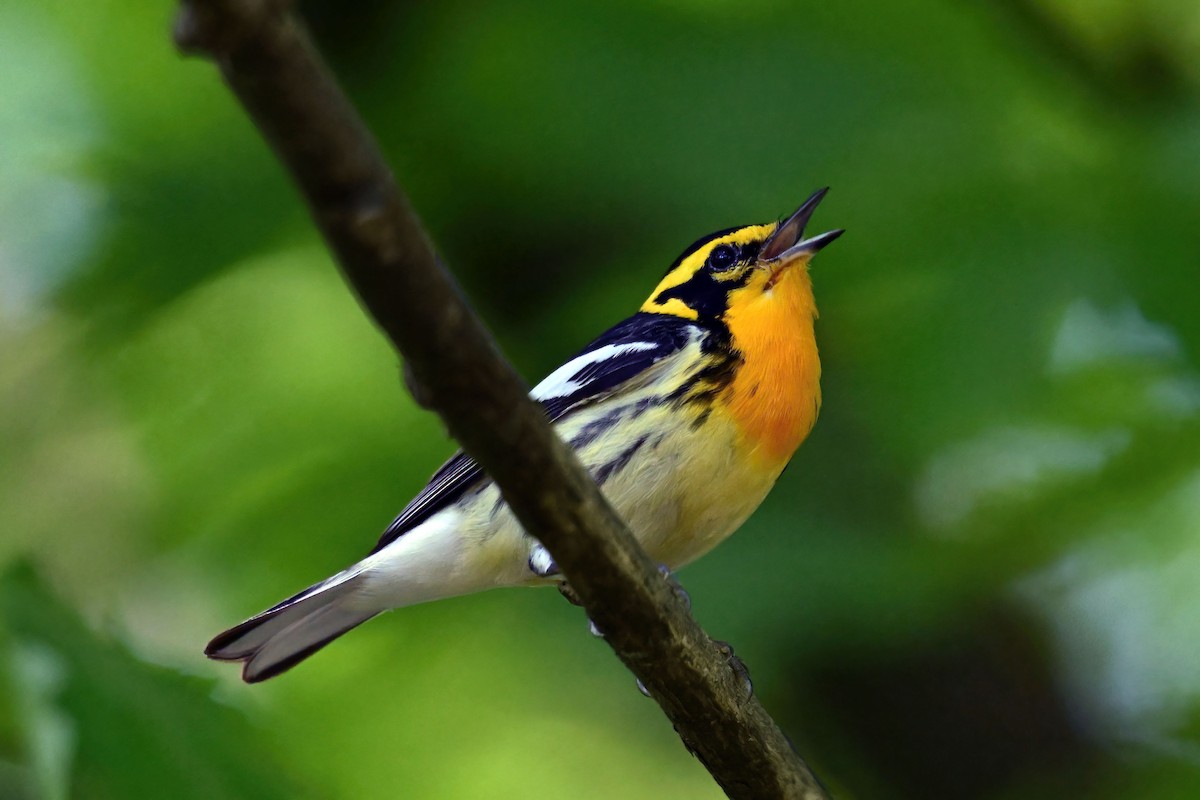 Blackburnian Warbler - ML647722335
