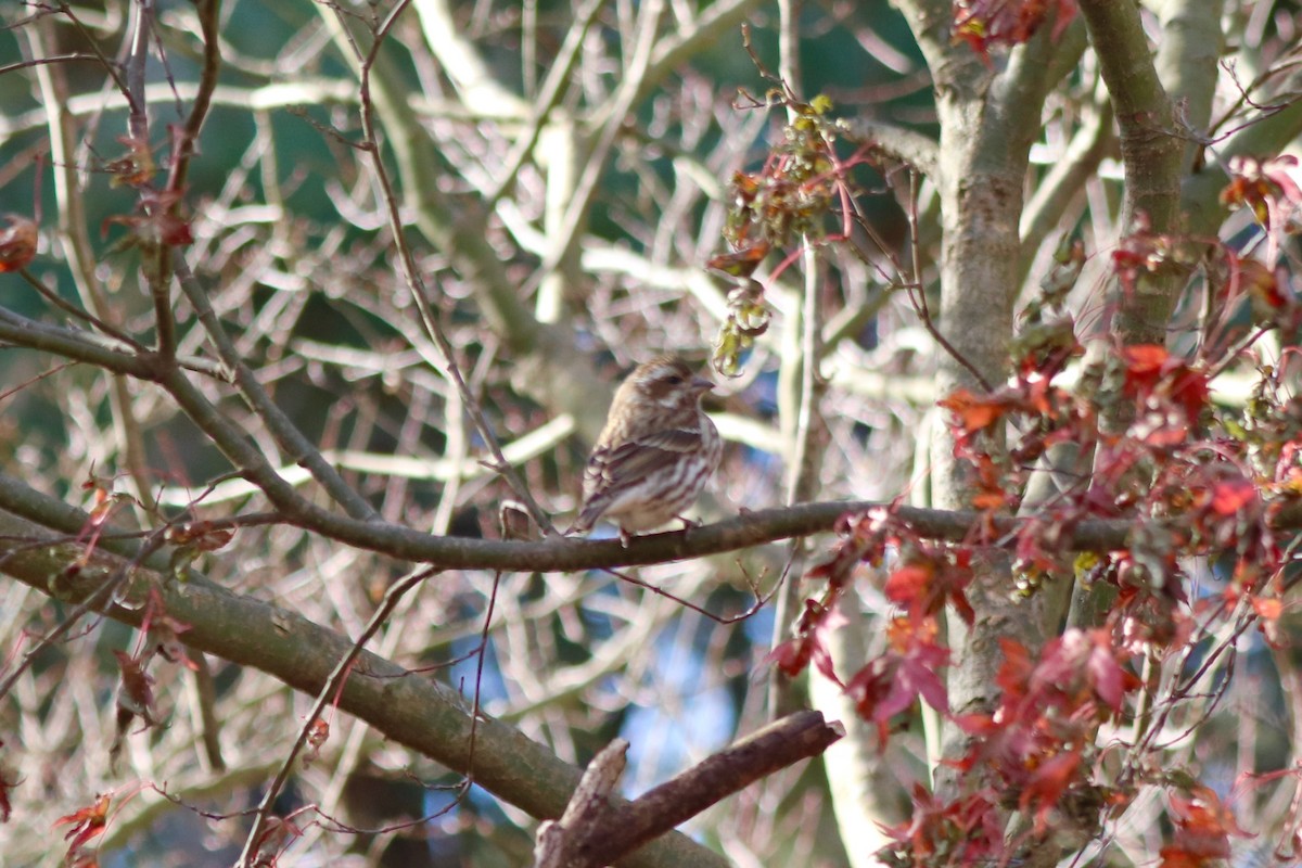 Purple Finch - ML647722354