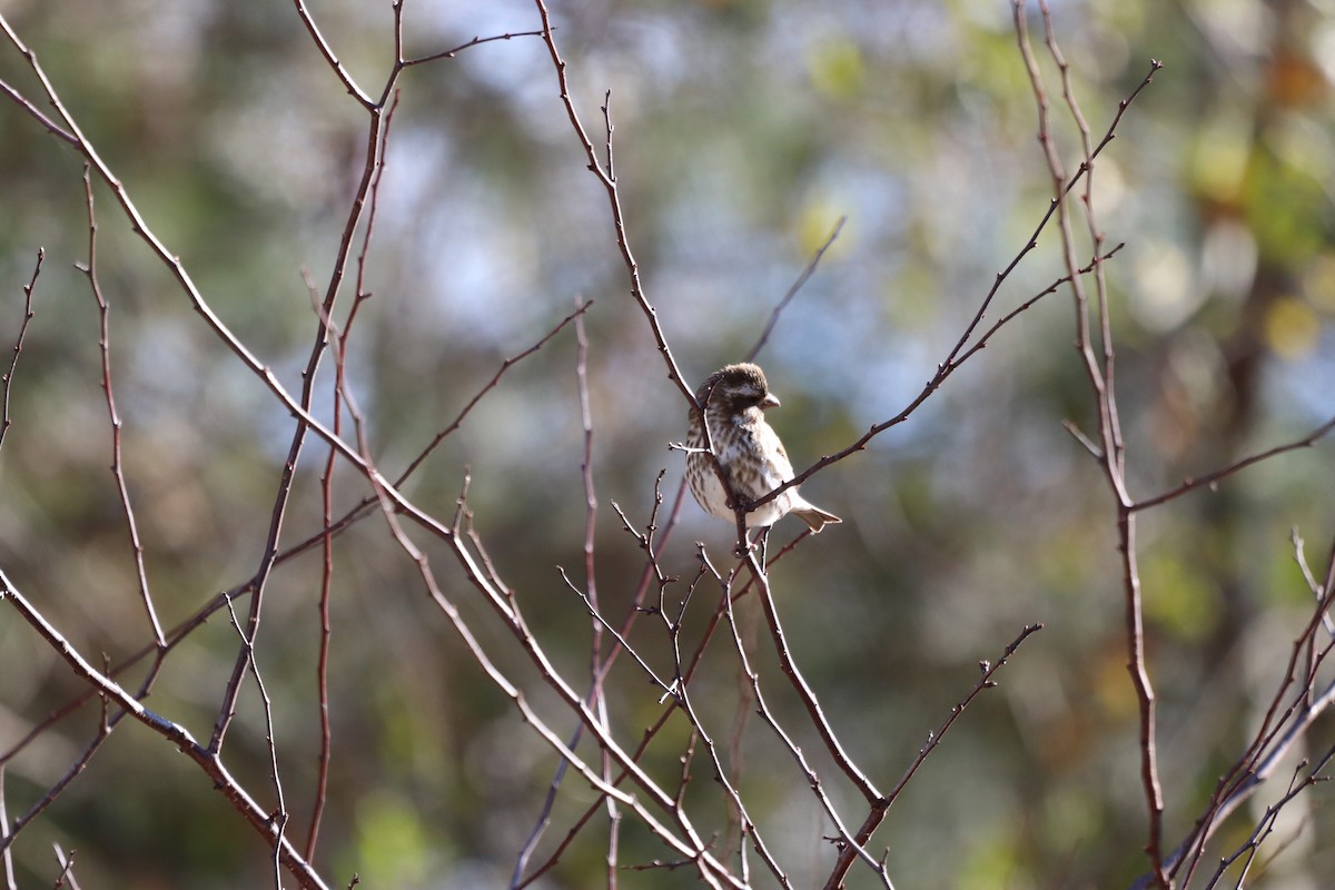 Purple Finch - ML647722356