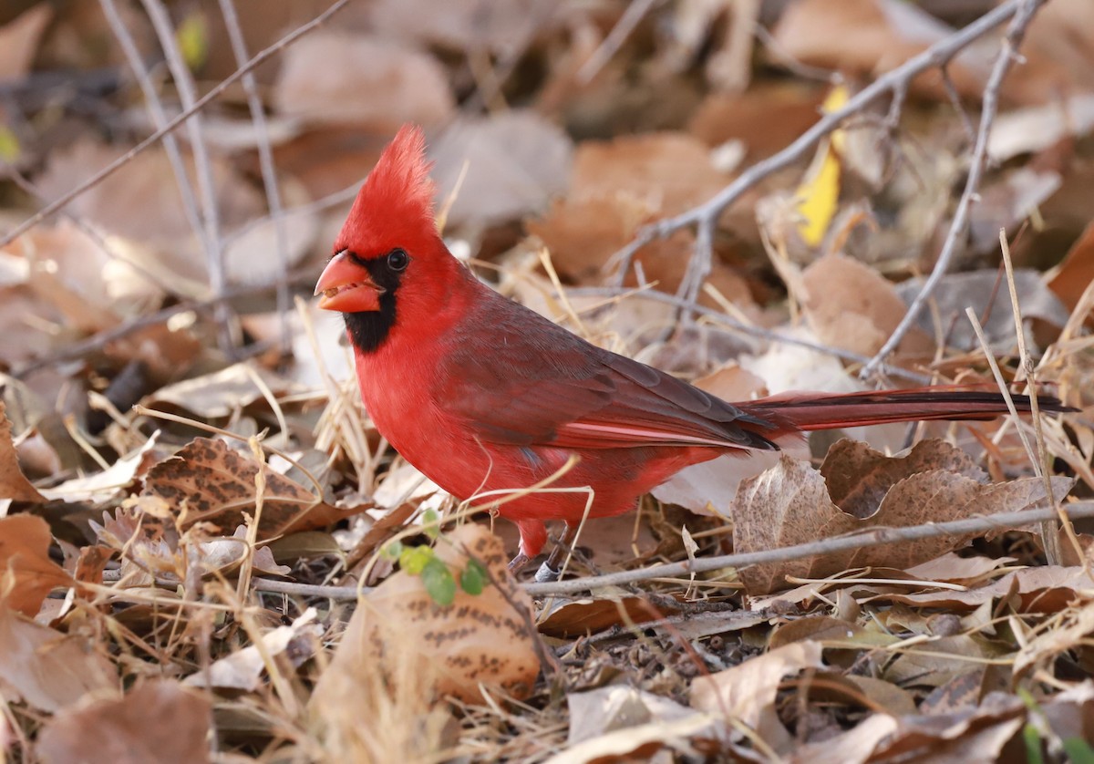 Northern Cardinal - ML647722357