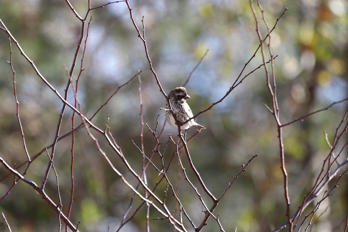Purple Finch - ML647722358