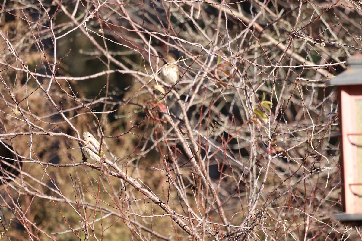 Purple Finch - ML647722359