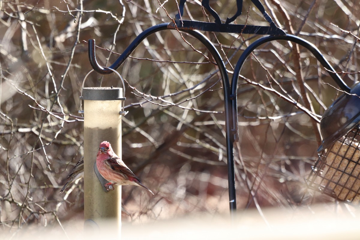 Purple Finch - ML647722360