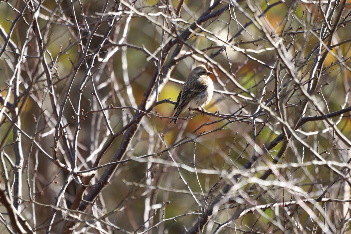 Purple Finch - ML647722361