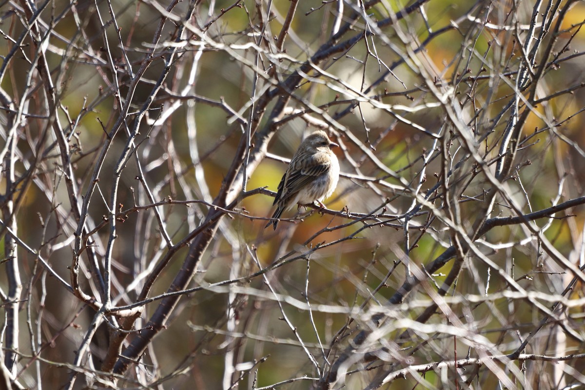 Purple Finch - ML647722362